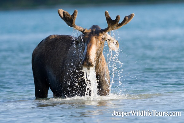 Jasper Wildlife Tours Moose in Maligne Lake